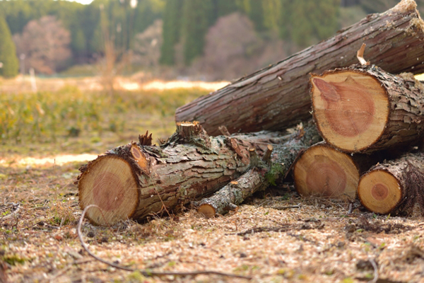 木材利用の促進