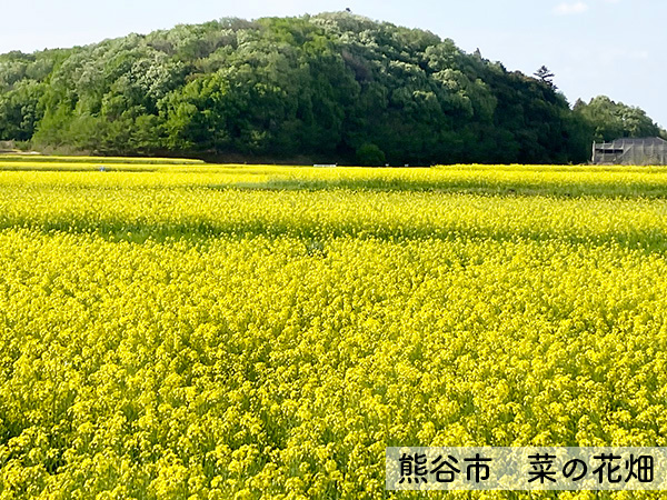 熊谷 菜の花畑